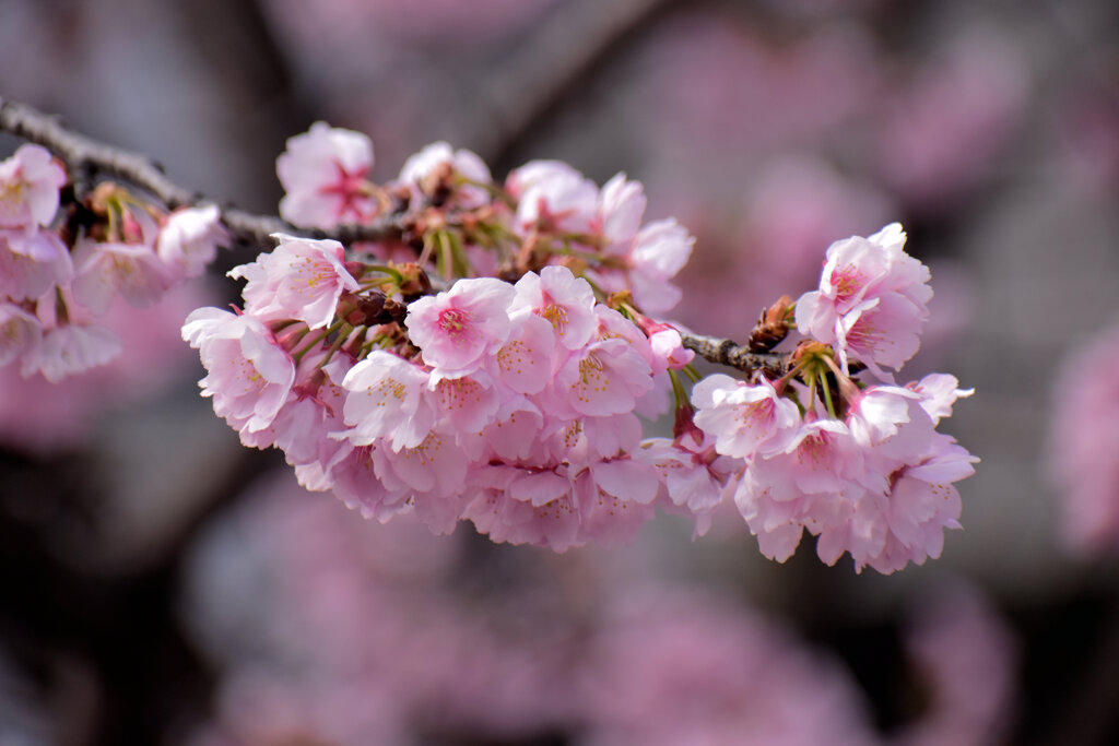 大寒桜（おおかんざくら）３