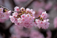大寒桜（おおかんざくら）３