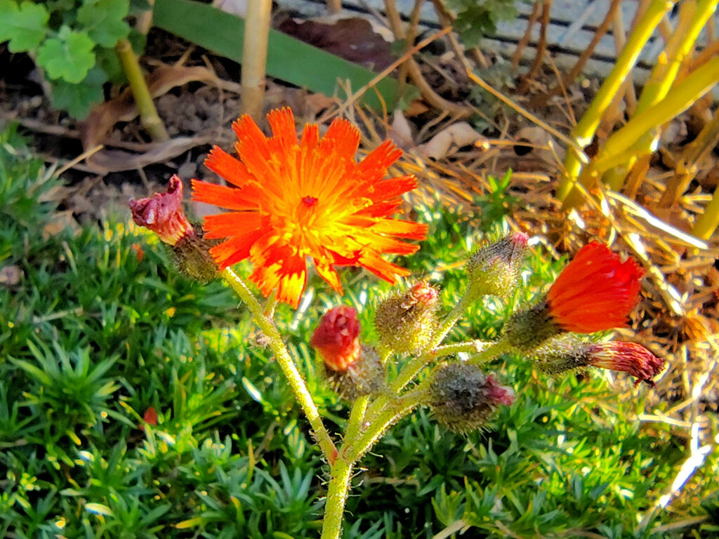 コウリンタンポポ（紅輪蒲公英）３