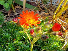 コウリンタンポポ（紅輪蒲公英）３