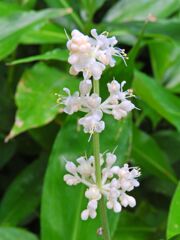 薮茗荷 （やぶみょうが）花　３
