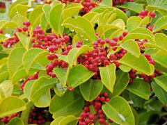 雨上がりのクロガネモチ　１