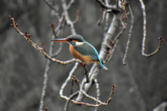 二ヶ領用水路』武蔵小杉付近で　カワセミさん♀　２