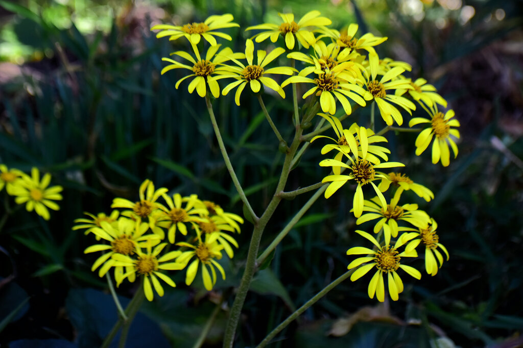 石蕗（ツワブキ）花　７