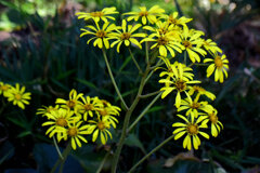 石蕗（ツワブキ）花　７