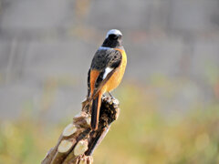 ジョビ男　と遊んだ　８