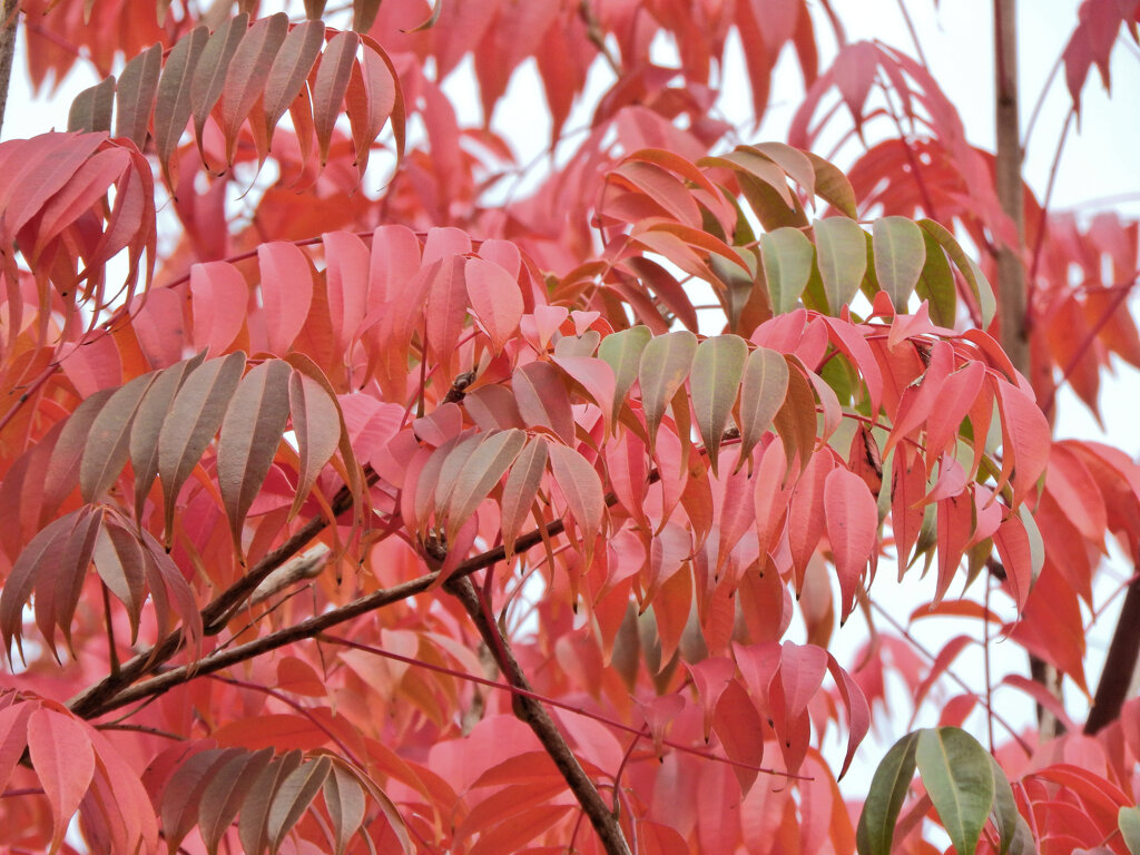 櫨の紅葉　２