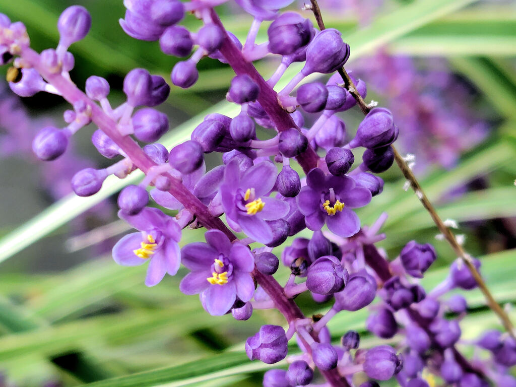 藪蘭の花　１