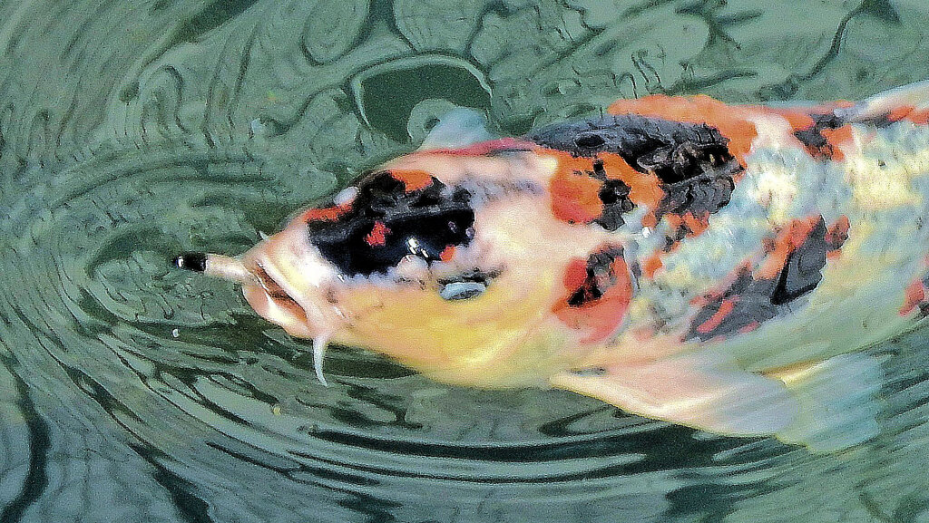 錦鯉　４　◯Ｏｏ。―ｙ彡✗✗((((゜зプハァ～