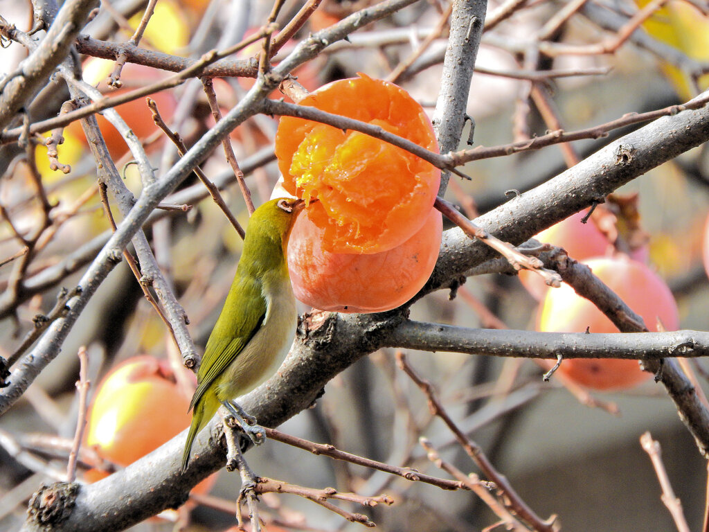 柿喰う　メジロさん　４