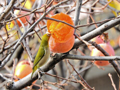 柿喰う　メジロさん　４