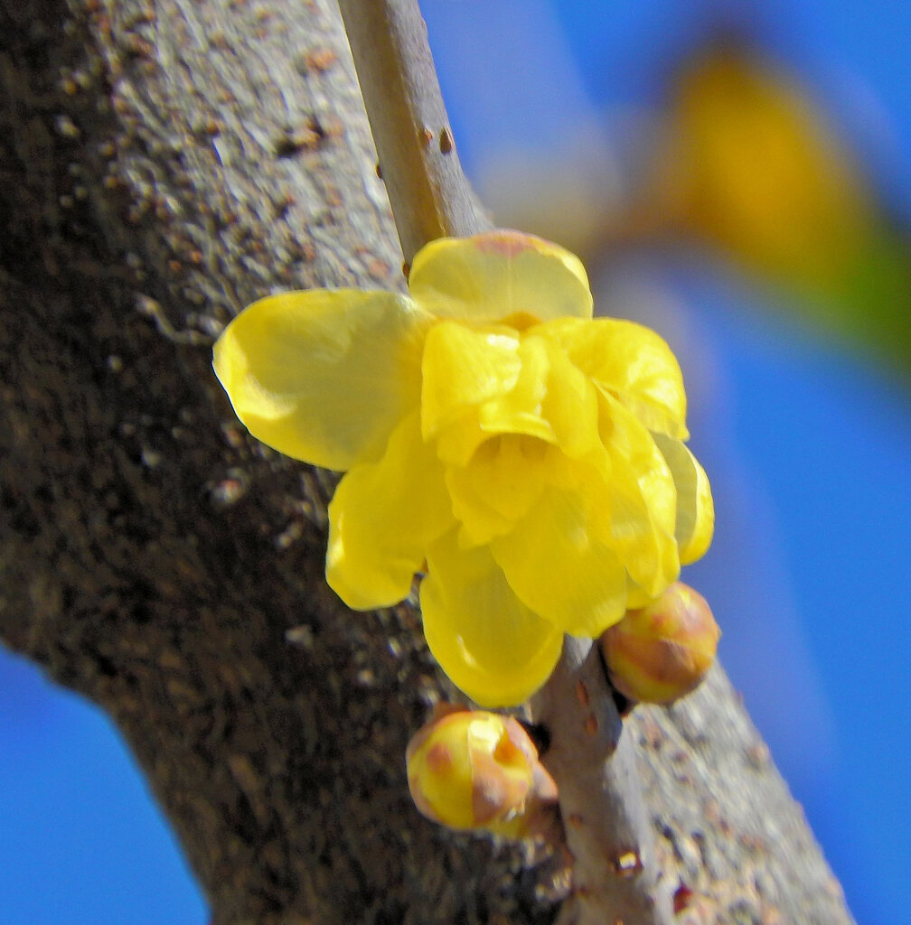 蠟梅（ロウバイ）が開花　５
