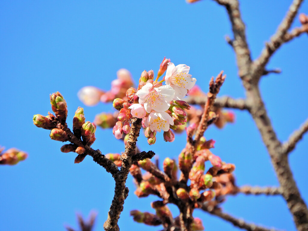 今日の寒桜　３