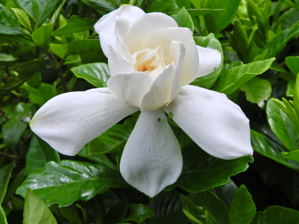 八重咲き梔子　１