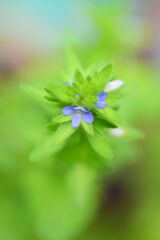 たちいぬのふぐり(立犬の陰嚢)5  たちいぬのふぐり(立犬の陰嚢)5