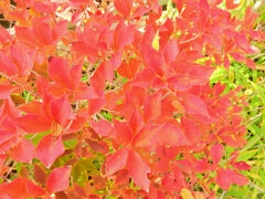 灯台躑躅 （どうだんつつじ）の紅葉　１