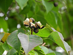 南京黄櫨 （なんきんはぜ）弾けた実　２