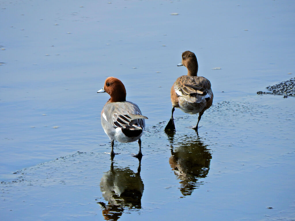 ヒドリガモ （緋鳥鴨）さん　１