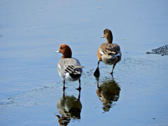 ヒドリガモ （緋鳥鴨）さん　１