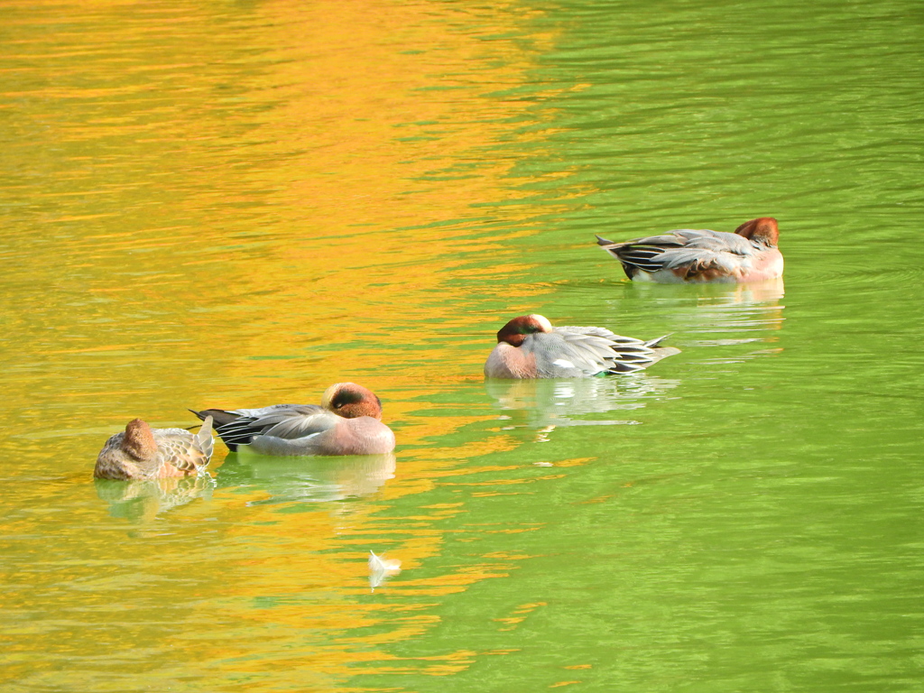 ヒドリガモ　５