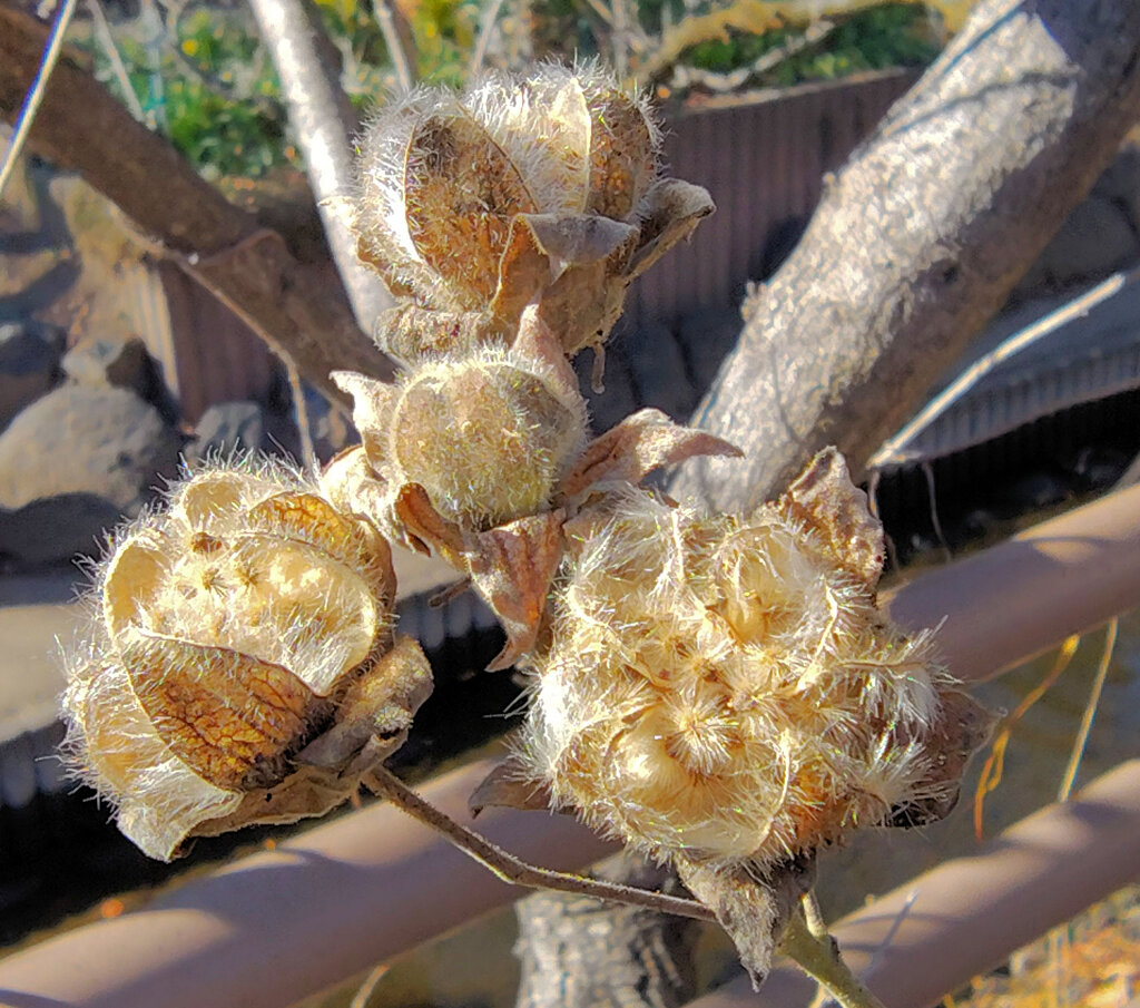 「枯れ芙蓉（かれふよう）」４