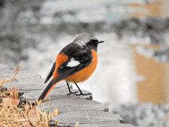 ジョウビタキ　♂　1/2