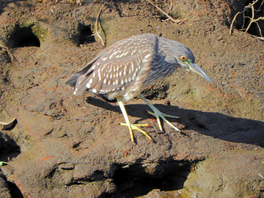 ゴイサギの幼鳥　ホシゴイ　2/2