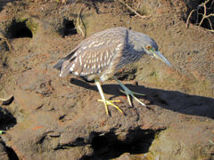ゴイサギの幼鳥　ホシゴイ　2/2