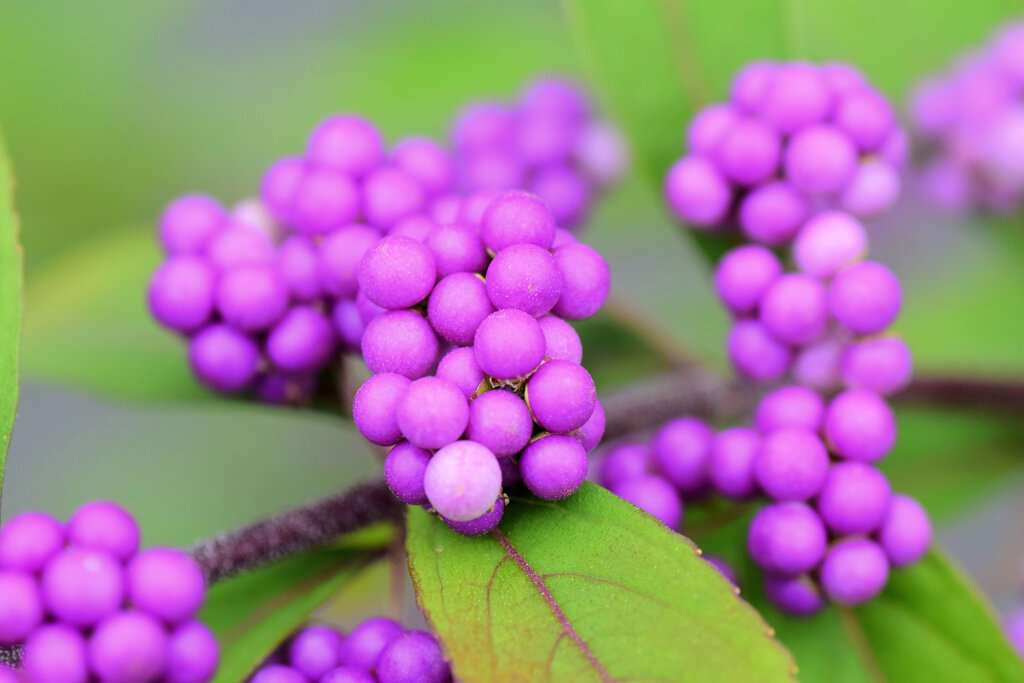 小紫（こむらさき）の実　6/8