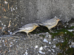 ハクセキレイの幼鳥　５
