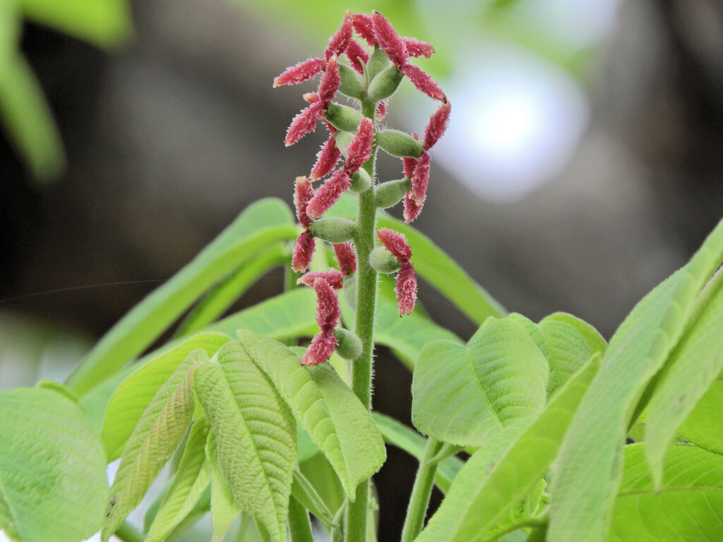 オニグルミ（鬼胡桃）の花　３