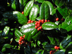 チャイニーズ・ホーリー　５