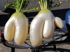 奇形大根　７