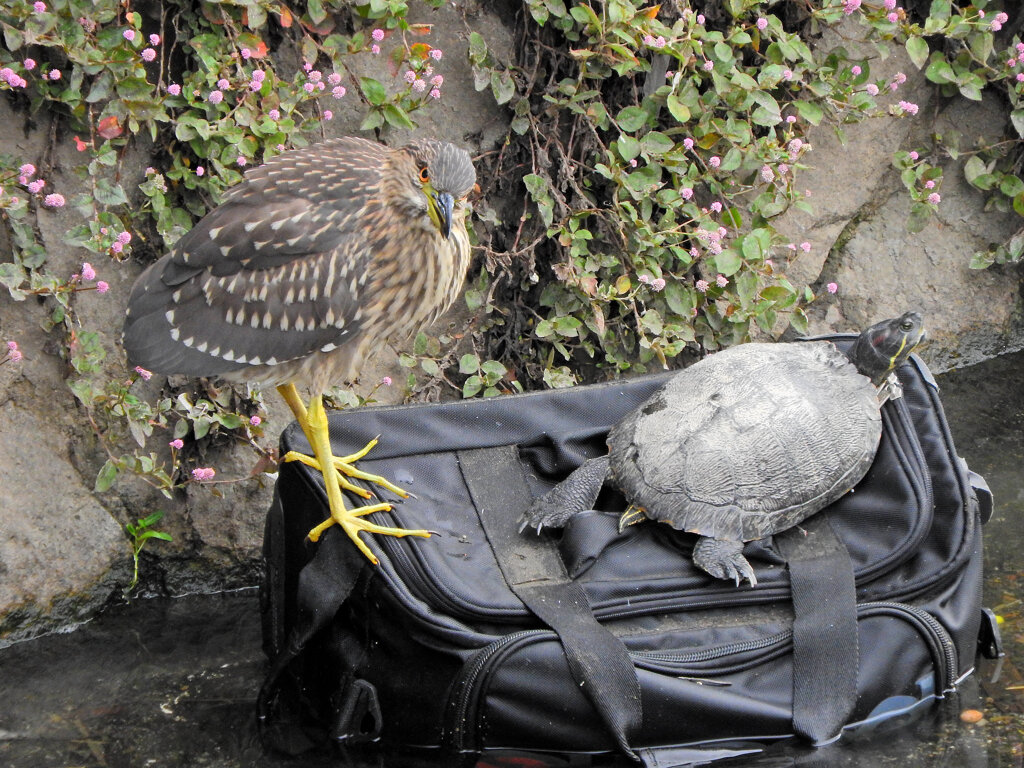 ホシゴイと亀さん　2/3