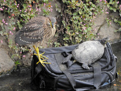 ホシゴイと亀さん　2/3