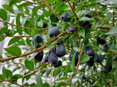 銀梅花 （ぎんばいか）（黒い実）２