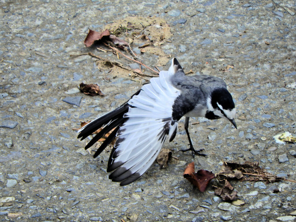 ハクセキレイ　成鳥