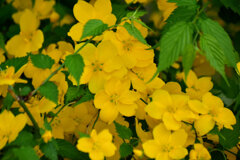 山吹　３