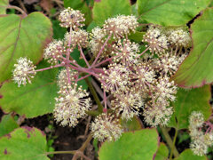 独活 （うど）花　２