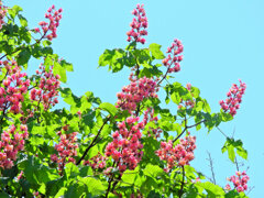 紅花栃の木 （べにばなとちのき）５