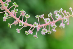洋種山牛蒡 （ようしゅやまごぼう）　花