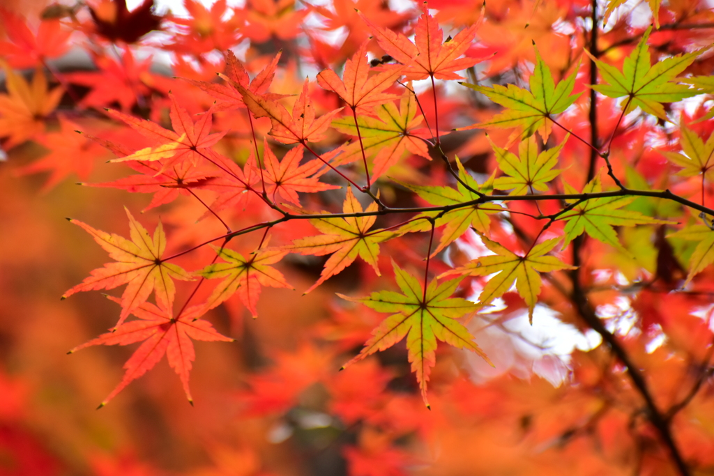 萌え盛る紅葉　１０