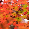 萌え盛る紅葉　１０
