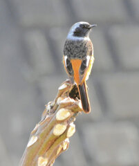 ジョビ男　と遊んだ　７