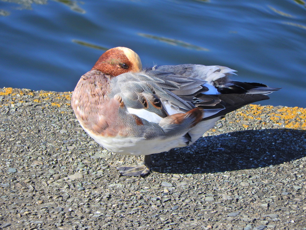 ヒドリガモ　さん　４