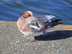 ヒドリガモ　さん　４