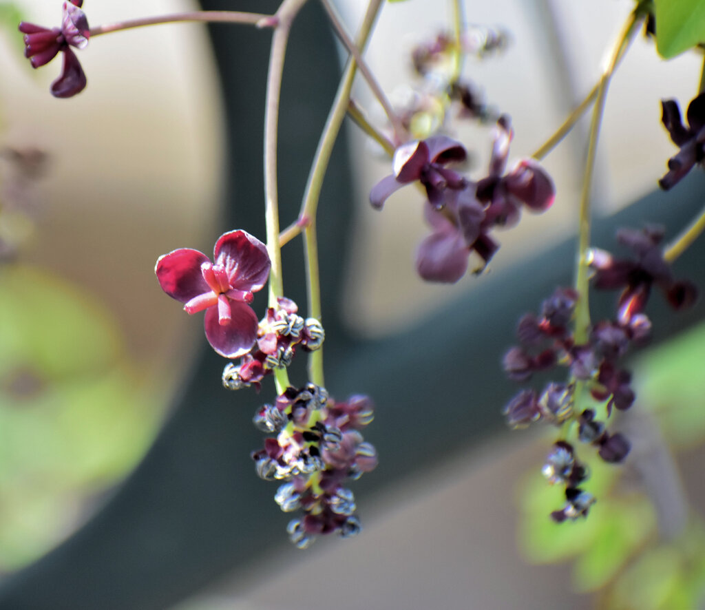 三つ葉木通（ミツバアケビ）の雌花、雄花　２