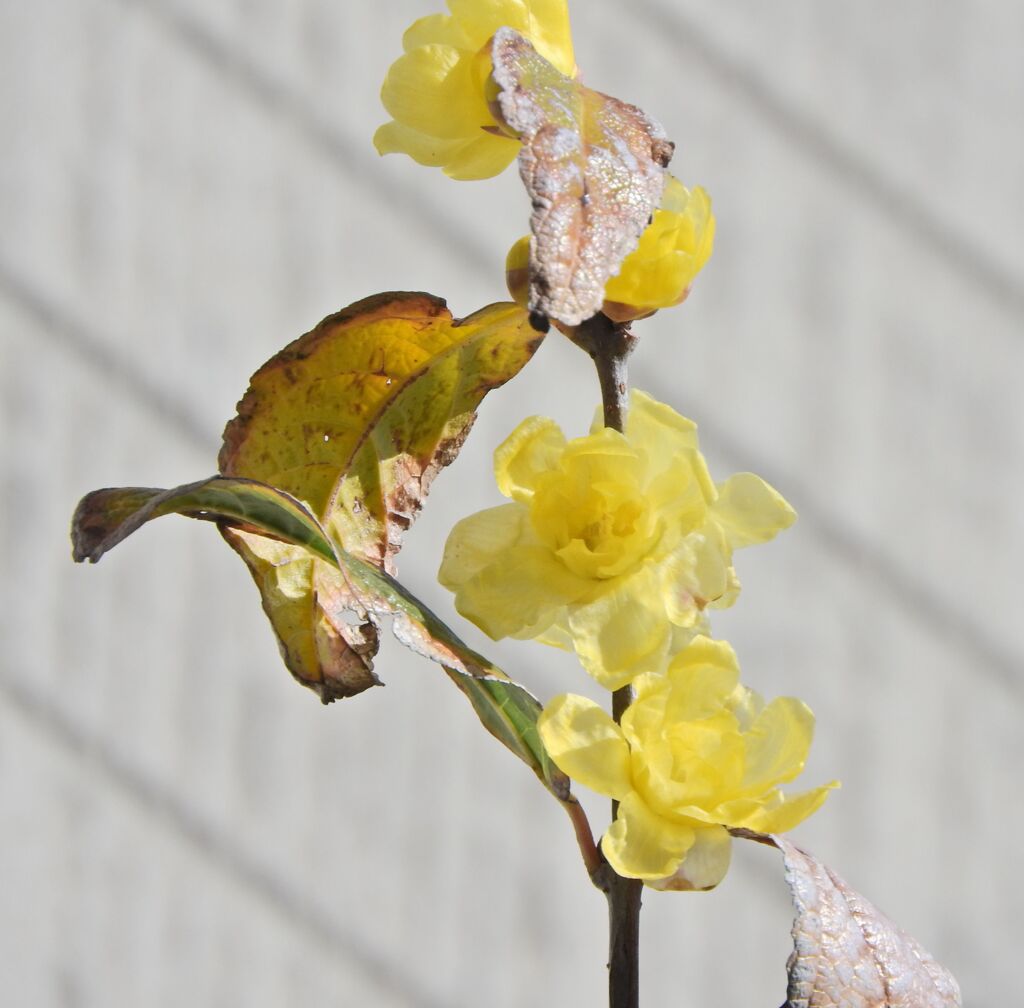 蝋梅が開花　１０
