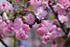 花海棠 （はなかいどう）８