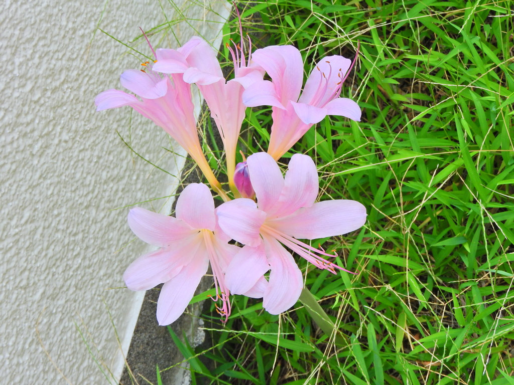 夏水仙 （なつずいせん）   （リコリス）６
